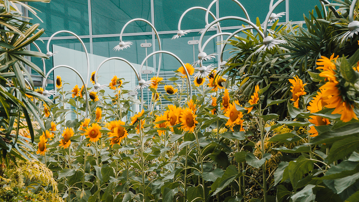 Sunflower Garden T2 Transit - L3