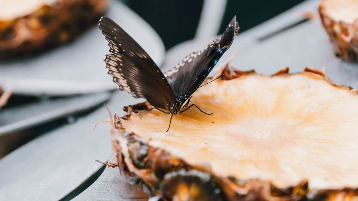 Butterfly Garden