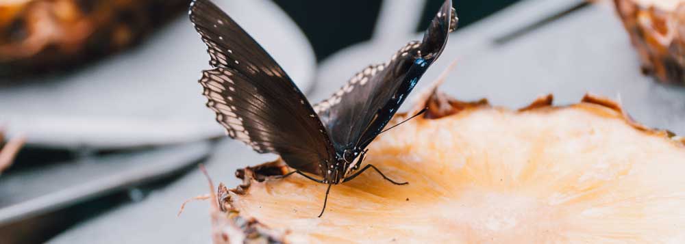 Butterfly Garden