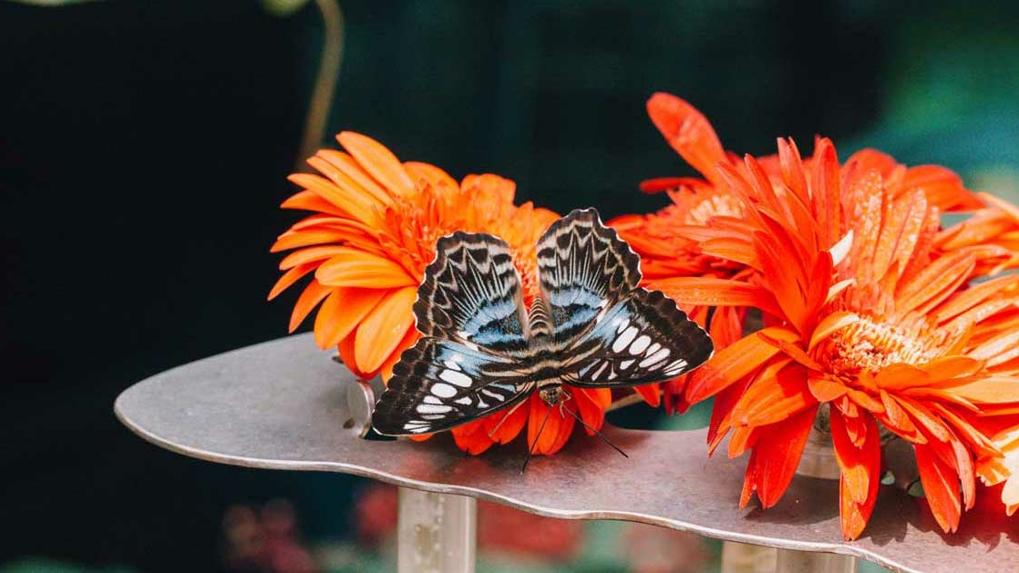 Butterfly Garden