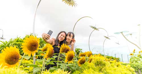 Sunflower garden
